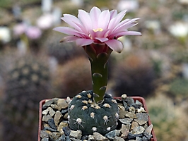 Gymnocalycium nataliae VG 1063