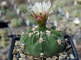 Gymnocalycium nigriareolatum v. simoi VG 074