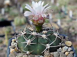 Gymnocalycium nigriareolatum v. simoi VG 1341