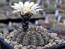 Gymnocalycium obductum VG 549