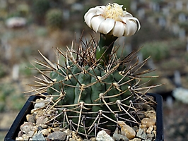 Gymnocalycium ochoterenae ssp. herbstoferianum VG 258