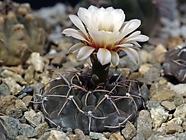 Gymnocalycium ochoterenae VG 253