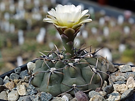 Gymnocalycium ochoterenae VG 255