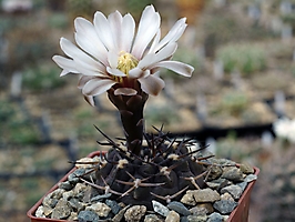 Gymnocalycium piltziorum VG 211