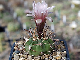 Gymnocalycium polycephalum LF 24