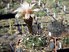 Gymnocalycium polycephalum VG 1394