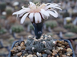 Gymnocalycium prochazkianum VG 345