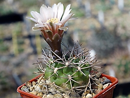 Gymnocalycium rhodantherum VG 1137