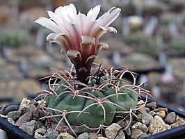 Gymnocalycium rhodantherum VG 213