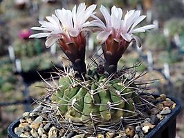 Gymnocalycium rhodantherum VG 215