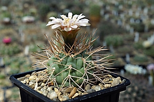 Gymnocalycium rhodantherum VS 41