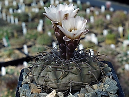 Gymnocalycium riojense v. kozelskyanum VG 398/1