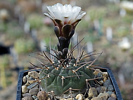 Gymnocalycium riojense v. mirandaense VG 1235