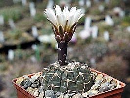 Gymnocalycium riojense VG 1399
