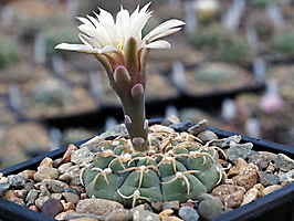 Gymnocalycium riojense VG 554