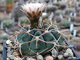 Gymnocalycium ritterianum ssp. acentracanthum VG 397