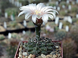 Gymnocalycium robustum LB 4661