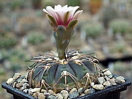 Gymnocalycium spegazzinii LF 45