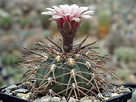 Gymnocalycium spegazzinii v. horizonthalonium