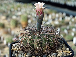 Gymnocalycium spegazzinii VG 748