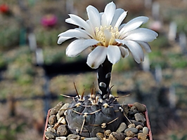 Gymnocalycium striglianum v. aeneum LB 3270