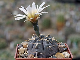 Gymnocalycium striglianum v. aeneum VG 409