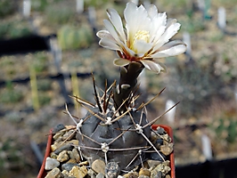 Gymnocalycium striglianum v. aeneum VoS 10-909