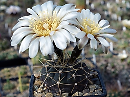 Gymnocalycium striglianum v. herminae JPR 127-351 1