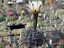 Gymnocalycium striglianum v. herminae JPR 127-351 2