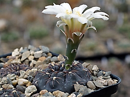 Gymnocalycium striglianum WR 548