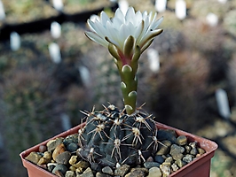 Gymnocalycium taningaense VG 310