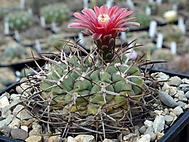 Gymnocalycium tillianum VG 645