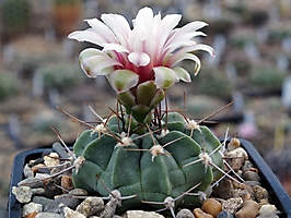 Gymnocalycium valnicekianum LF 83
