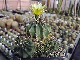 Hamatocactus sinuatus v. papyracanthus SB 282