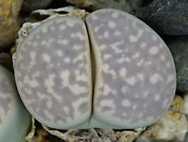 Lithops amicorum TS 67