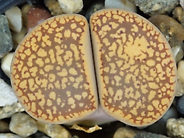Lithops aucampiae C 002
