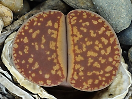 Lithops aucampiae C 004