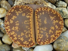 Lithops aucampiae C 011