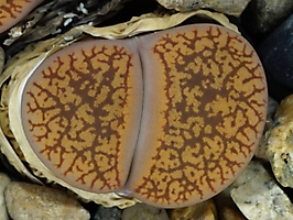 Lithops aucampiae C 061