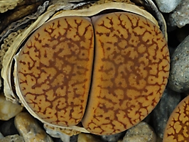 Lithops aucampiae C 117