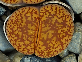 Lithops aucampiae C 172