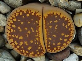 Lithops aucampiae C 173