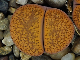 Lithops aucampiae C 255