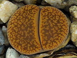 Lithops aucampiae C 257
