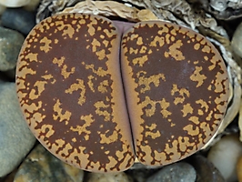 Lithops aucampiae C 325