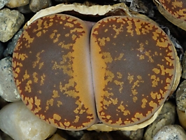 Lithops aucampiae C 332