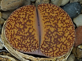 Lithops aucampiae C 333