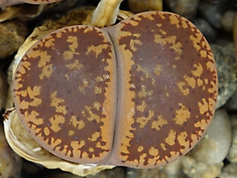 Lithops aucampiae C 334