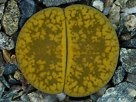 Lithops aucampiae 'Jackson’s Jade' C 395