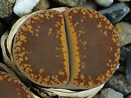Lithops aucampiae Lynput